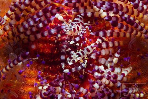 2013 - PHILIPPINES - Malapascua - Crevettes
60MM_F16_1/100S 2013 - PHILIPPINES - Malapascua - Crevettes
60MM_F16_1/100S